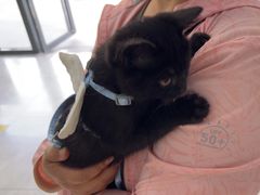 -中农国际动物医院24小时·猫科·骨科·急重症中心