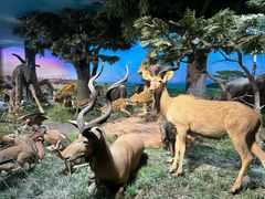 -国家自然博物馆