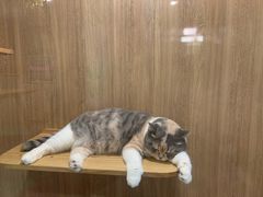 -藦茜花园宠物主题亲子互动体验馆(国顺东路店)