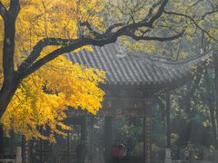 -秋霞圃