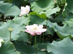 -荷塘月色湿地公园·向阳花洲