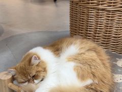 -Heymao猫咖.咖啡厅(东门店)