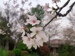 -顾村公园