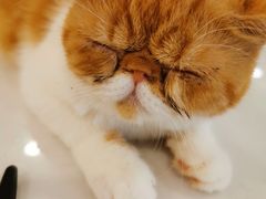 -飞行喵MR PILOT|猫舍·猫咖(静安大融城店)