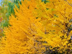 -长白岛森林公园