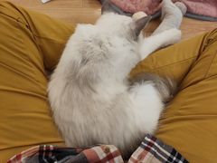 -momokira米努特·德文卷毛猫·棉花面纱犬