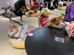 -逗柴咖啡屋·狗咖猫咖宠物桌游