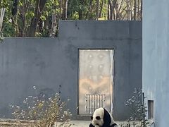 -成都大熊猫繁育研究基地