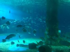 -北戴河圣蓝海洋公园