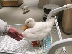 -怪兽屋·羊驼·猫咖·狗咖(俊华广场店)