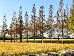 -莲花岛景区
