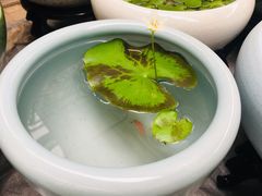 -秦美花卉(天朗·莱茵小城2期店)