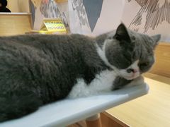 -滚猫咖啡·猫咖·猫友好撸猫(未来城店)