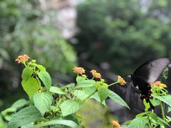 -广州市白云山风景名胜区