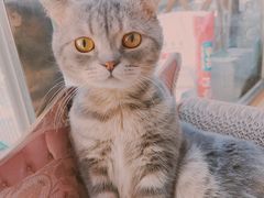 -猫咪派对(江南西店)