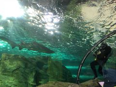 -悉尼海洋生物水族馆