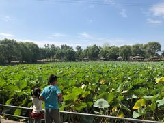 -尚庄度假村·庭台树下·户外烧烤·团建CS·轰趴营地(上庄水库店)