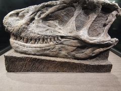 -自贡恐龙博物馆