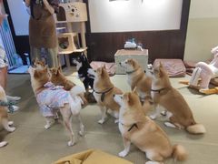 -逗柴咖啡屋·狗咖猫咖宠物桌游