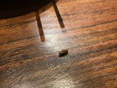 -吉香碳烤生蚝(仙霞路店)