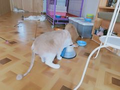 -MOYOYO猫咪咖啡店