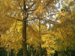 景点-金沙遗址博物馆