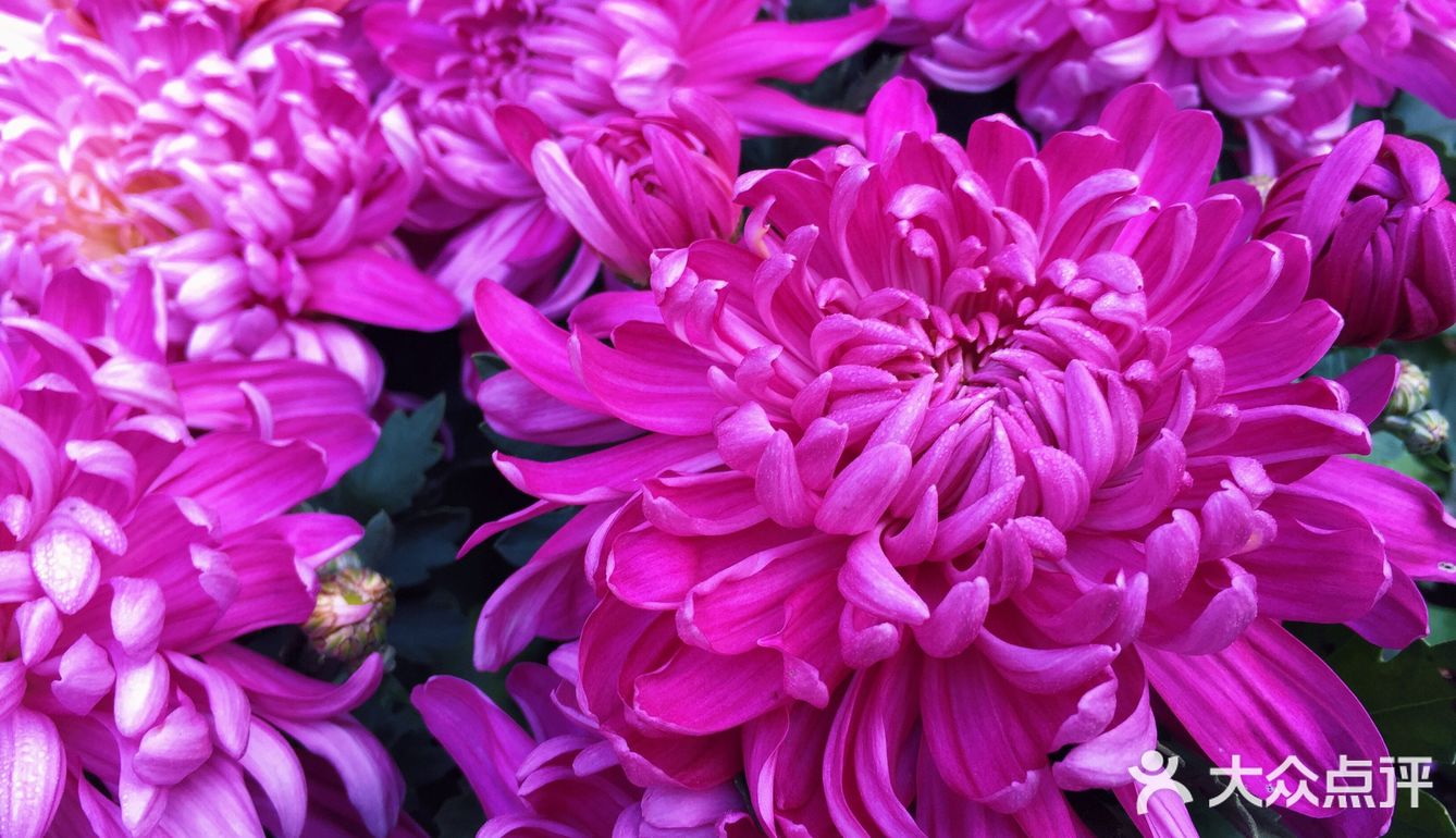 梅兰竹菊诗情画意——清风园（菊花盛开中）