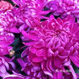 梅兰竹菊诗情画意——清风园（菊花盛开中）