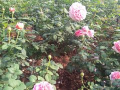 -人民公园(罗湖区)