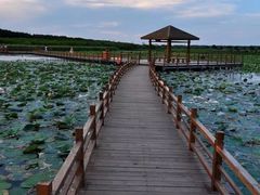-大湾区中央湿地公园