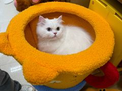 -帕帕拉兹宠物(亚洲旗舰店)