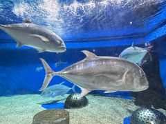 -成都浩海立方海洋公园