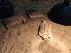 -上海大自然野生昆虫馆(东方明珠·爬宠昆虫探索中心)
