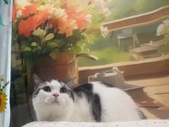 -爱洗澡的猫(望京店)