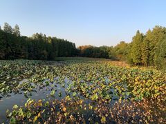 -东湖落雁景区