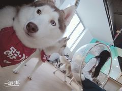 -Husky Go! 哈士奇体验馆·宠物咖啡厅狗咖