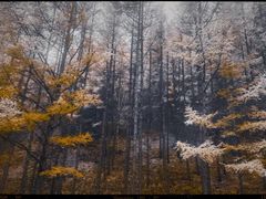 -塞罕坝国家级自然保护区