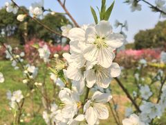 -南汇桃花村