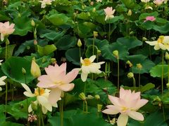 -荷塘月色湿地公园·向阳花洲
