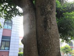 教学楼-厦门大学(思明校区)