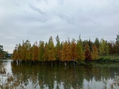 -白鹭湾湿地公园