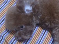 android_upload_pic-创凡宠物医院·骨专科  猫科中心(西乡分院)