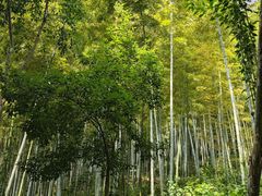 -上海佘山国家森林公园天马山园