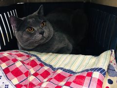 -伟伟宠物医院·CT影像中心·瑞派犬猫综合性门诊(汉口总院)