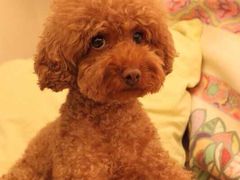 -爱侣宠医·鹦鹉专科·小型哺乳类·异宠专科(灵石路店)