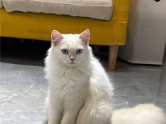 -山宅一喵德文卷毛猫舍