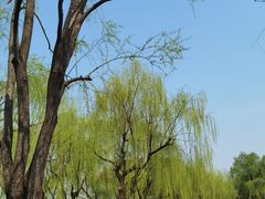 -柳浪闻莺公园