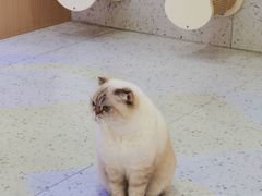 -喵园·猫主题咖啡厅·撸猫·猫咖(国贸店)