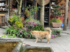 -青城甲(青城山店)