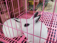 -中环花鸟鱼虫市场